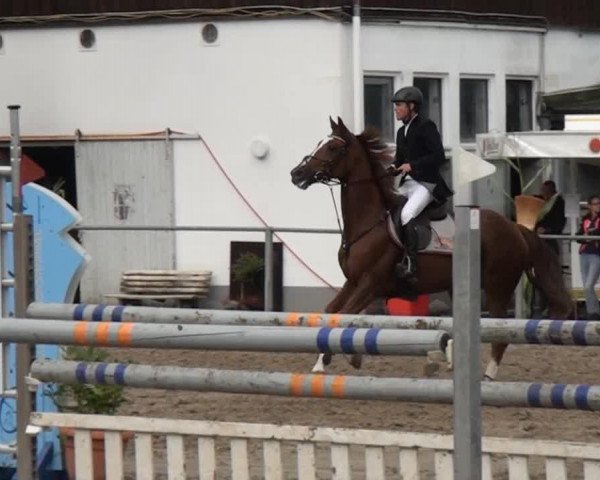 jumper Donna Rix (Hanoverian, 2004, from Couleur Rubin)