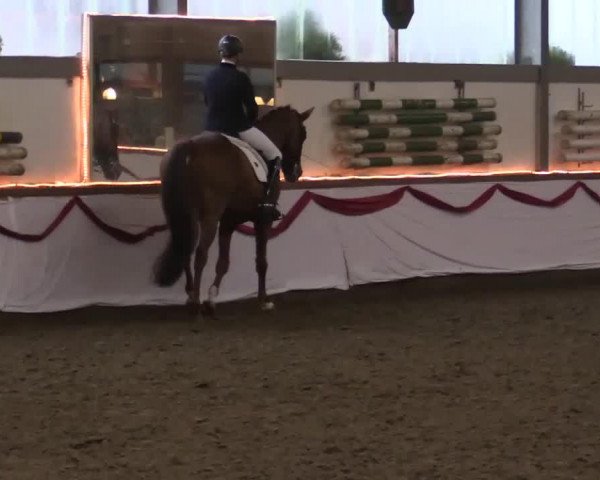 dressage horse Bailador de Amor (Hanoverian, 2006, from Breitling W)