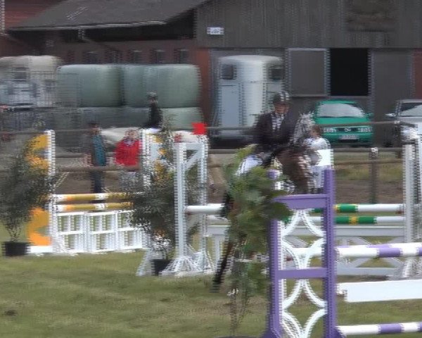 jumper Rumba 46 (Hanoverian, 2006, from Ramiro's Bube)