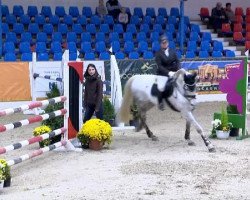 jumper Rontaro (Hanoverian, 2002, from Royal Diamond)