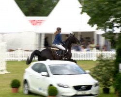 jumper Lennox 228 (Hanoverian, 2002, from Latimer)