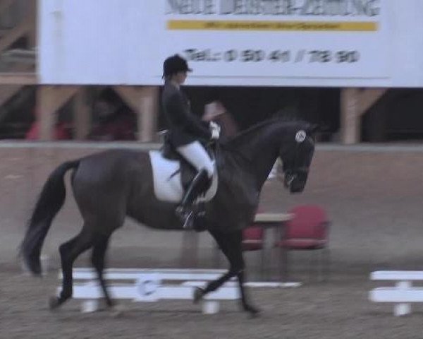 dressage horse Sempo (Hanoverian, 2006, from Sir Donnerhall I)