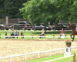 dressage horse Degas K (Hanoverian, 2007, from De Niro)