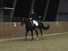 broodmare Deja-Vu B (Hanoverian, 2006, from Diamond Hit)