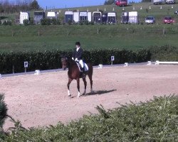 dressage horse Sambad (Mecklenburg, 2007, from Sancisco)