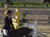 dressage horse Lucky Boy 208 (Mecklenburg, 2003, from Limes)