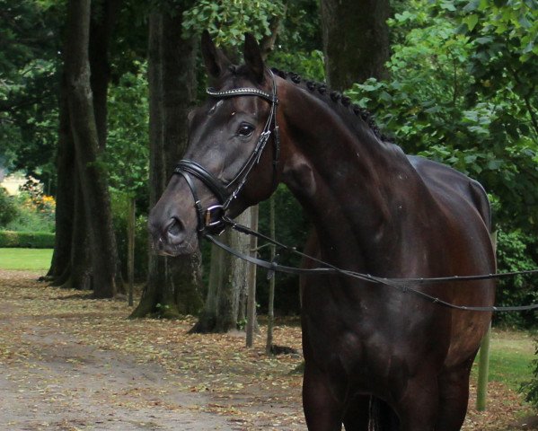 dressage horse Dream Boy (Hanoverian, 2010, from Don Crusador)