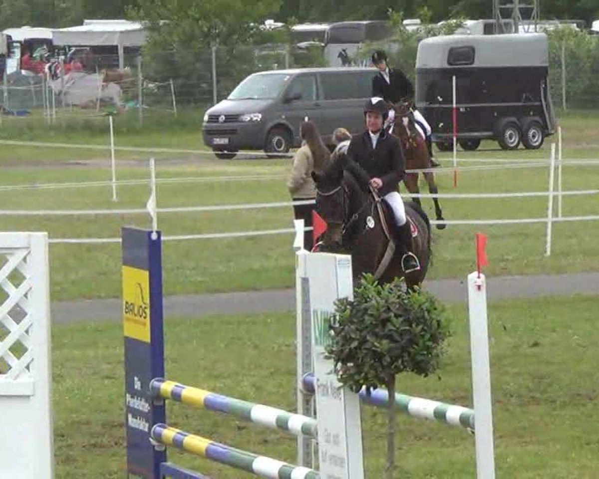 horse Chacira (Mecklenburg, 2001, from Condelaro)