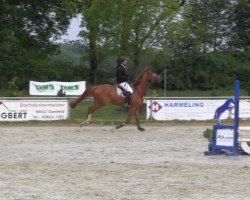 jumper My Best Friend (German Riding Pony, 2001, from Marsvogel xx)