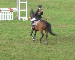 jumper Finess (German Riding Pony, 2000, from Fiorello)