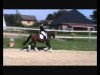 dressage horse Morning Glory (German Riding Pony, 2008, from The Braes My Mobility)