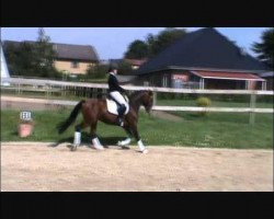 dressage horse Morning Glory (German Riding Pony, 2008, from The Braes My Mobility)