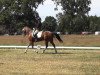 dressage horse Seas.Mephisto (Welsh-Cob (Sek. C), 2002, from Horsegate Minstrel)