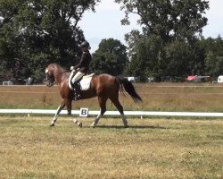 Dressurpferd Seas.Mephisto (Welsh-Cob (Sek. C), 2002, von Horsegate Minstrel)