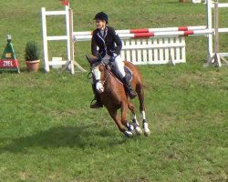 jumper Prinses Amalia (German Riding Pony, 2006, from Playback)