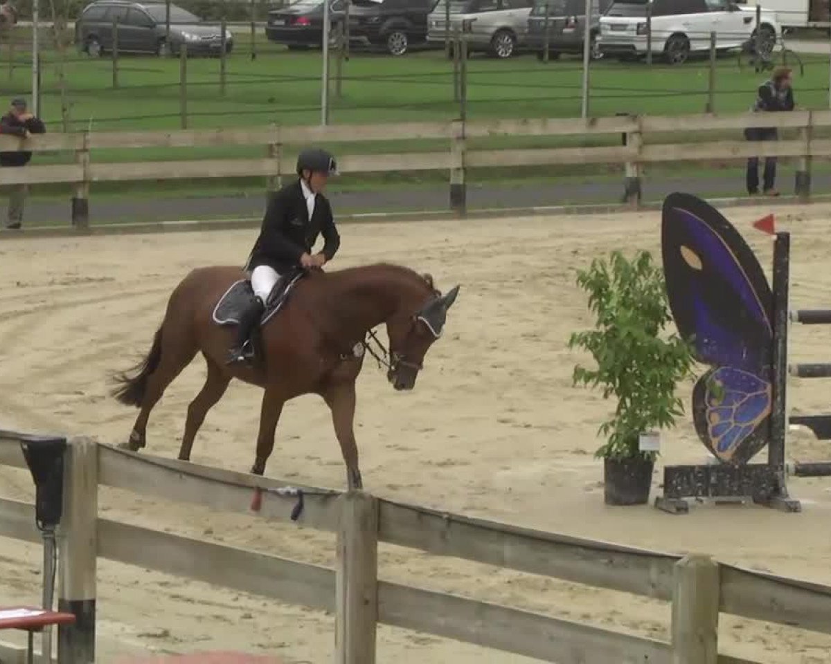 broodmare La Cucaracha 9 (Holsteiner, 2006, from Lordanos)