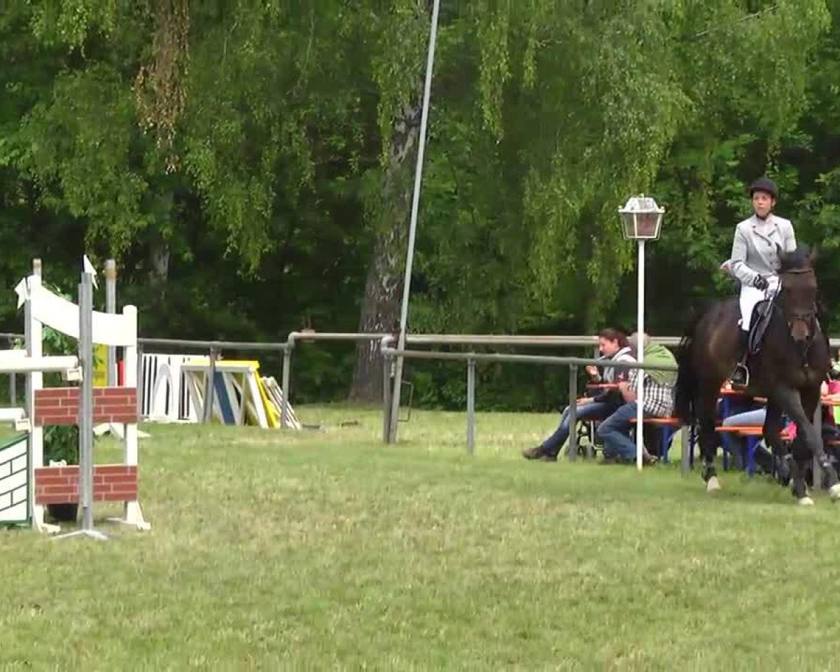 Springpferd Carla 129 (Holsteiner, 2006, von Contendro I)