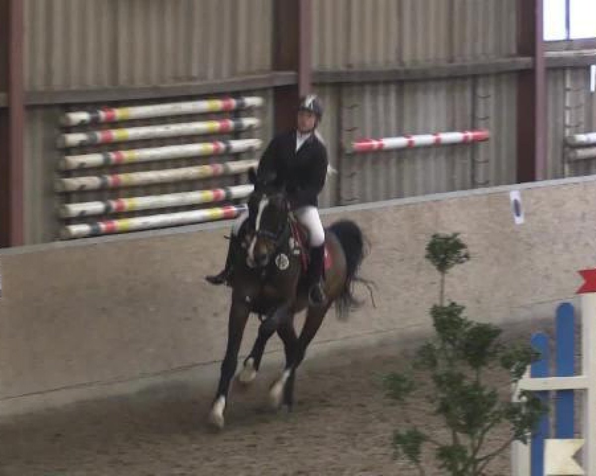 jumper Leopold 234 (Holsteiner, 2006, from Look who's here)