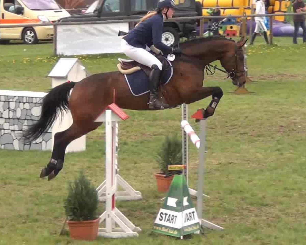 Springpferd Calico 11 (Holsteiner, 2007, von Cristo)