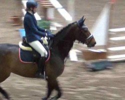 dressage horse Collin 87 (Holsteiner, 2006, from Carlos DZ)