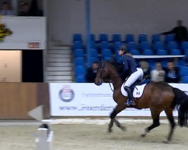 stallion Dms Magnus (Holsteiner, 2007, from Contendro I)