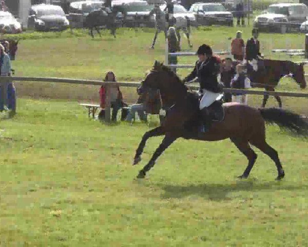 broodmare Cera (Holsteiner, 2002, from Cash and Carry)