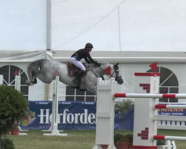 jumper Calido S (Holsteiner, 2007, from Calido I)