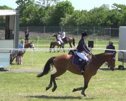 Springpferd Navares (Holsteiner, 2006, von Newton)