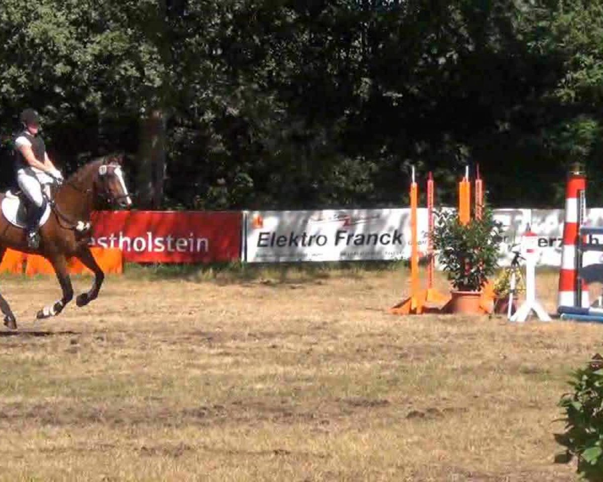 dressage horse Quintin 2 (Holsteiner, 2006, from Quantum)