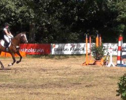 dressage horse Quintin 2 (Holsteiner, 2006, from Quantum)