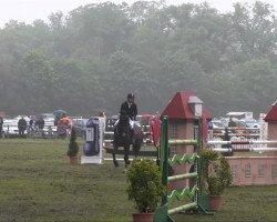 jumper Horse Gym's Conmago (Holsteiner, 2006, from Contendro I)