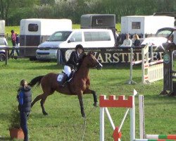 jumper Phantasie 60 (Holsteiner, 2000, from Candillo Z)