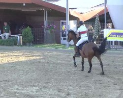 Springpferd Walimba (Holsteiner, 2006, von Limbus)