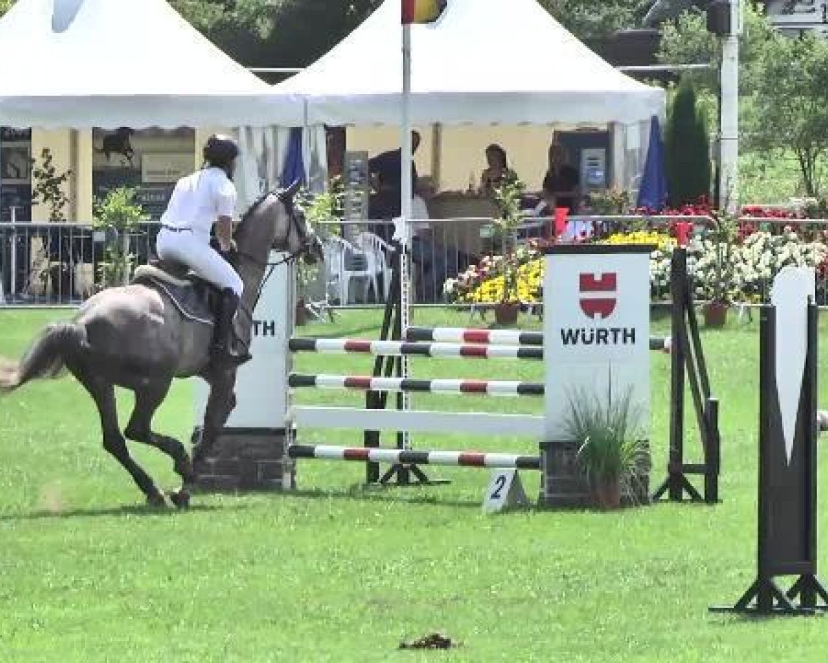 horse Carlo H (Holsteiner, 2001, from Cambridge)