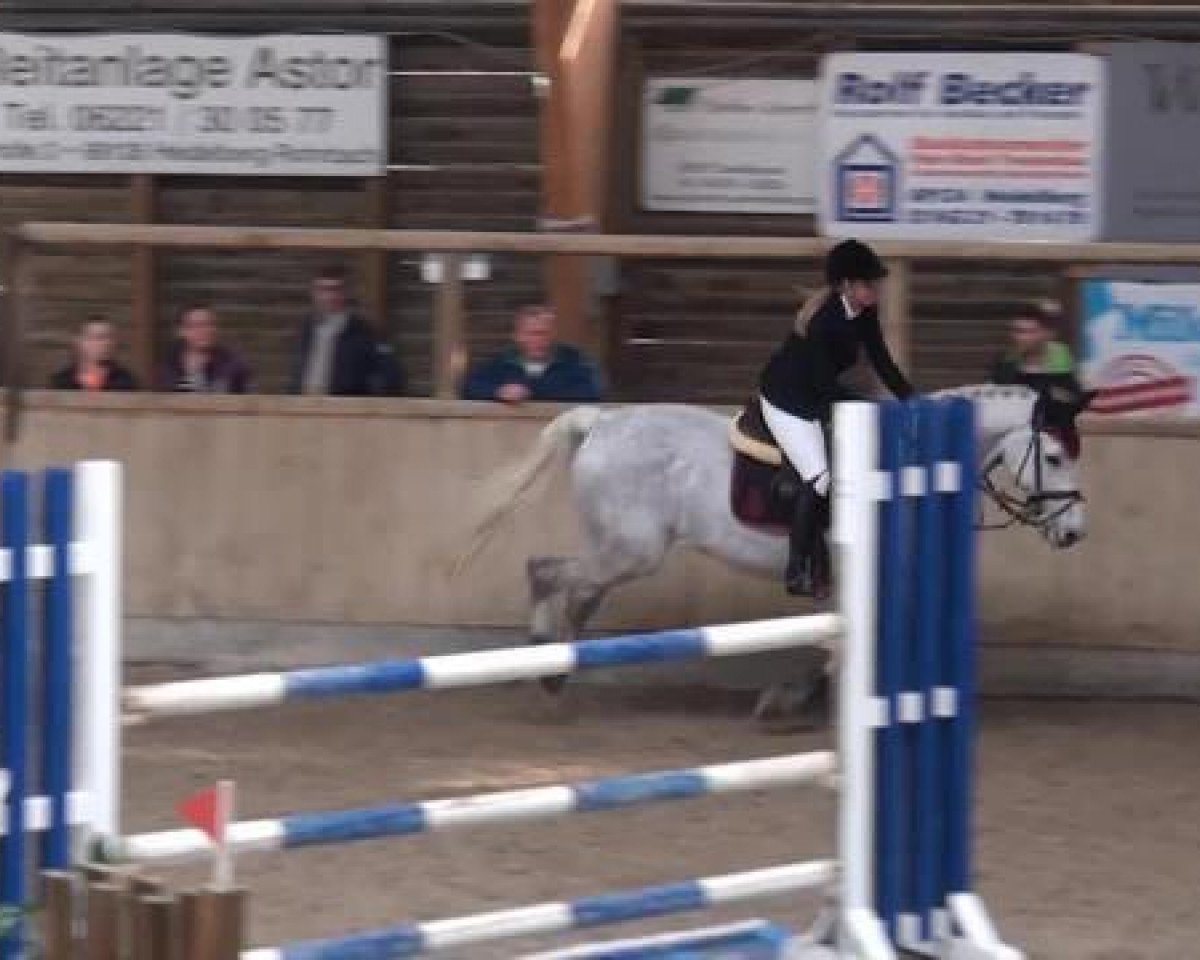 Springpferd Con Cody (Holsteiner, 2005, von Contender)