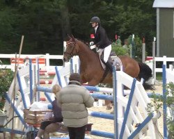 dressage horse Montanus Quamillo (Holsteiner, 2003, from Quite Capitol)