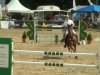 jumper Check In 5 (Holsteiner, 2003, from Cardino)