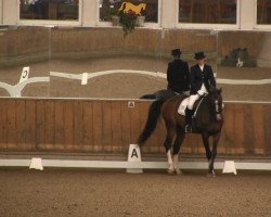 dressage horse Catar 2 (Holsteiner, 2001, from Carpaccio)