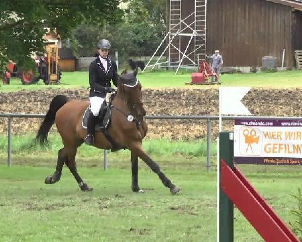 jumper Callor (Holsteiner, 2005, from Canturo)