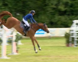 jumper Chicago One (Oldenburg show jumper, 2007, from Check In 2)