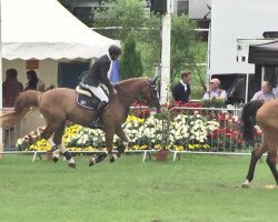 jumper Barnabas III (Oldenburg show jumper, 2003, from Balou du Rouet)