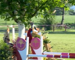 jumper Carina Rouge (Oldenburg show jumper, 2005, from Carinue)