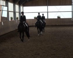 dressage horse Cool Running S (Oldenburg show jumper, 2006, from Chico's Boy)