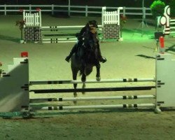 jumper Caballero 98 (Oldenburg show jumper, 2006, from Champion de Cord)