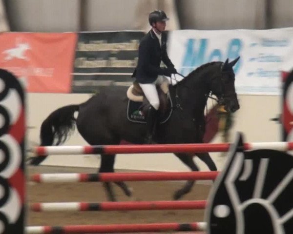 jumper Curley Sue (Oldenburg show jumper, 2006, from Cellestial)