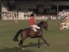 jumper Balou de Leon (Oldenburg show jumper, 2007, from Balou du Rouet)