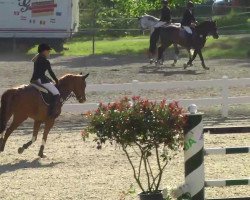 jumper Uranie du Val (Oldenburg show jumper, 2003, from Cabardino N)