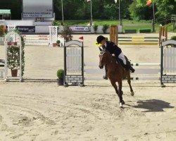 jumper Checker S (Oldenburg show jumper, 2004, from Con Capitol)