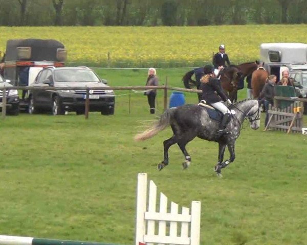 jumper Constantin 75 (Oldenburg show jumper, 2004, from Concetto I)