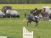 jumper Constantin 75 (Oldenburg show jumper, 2004, from Concetto I)